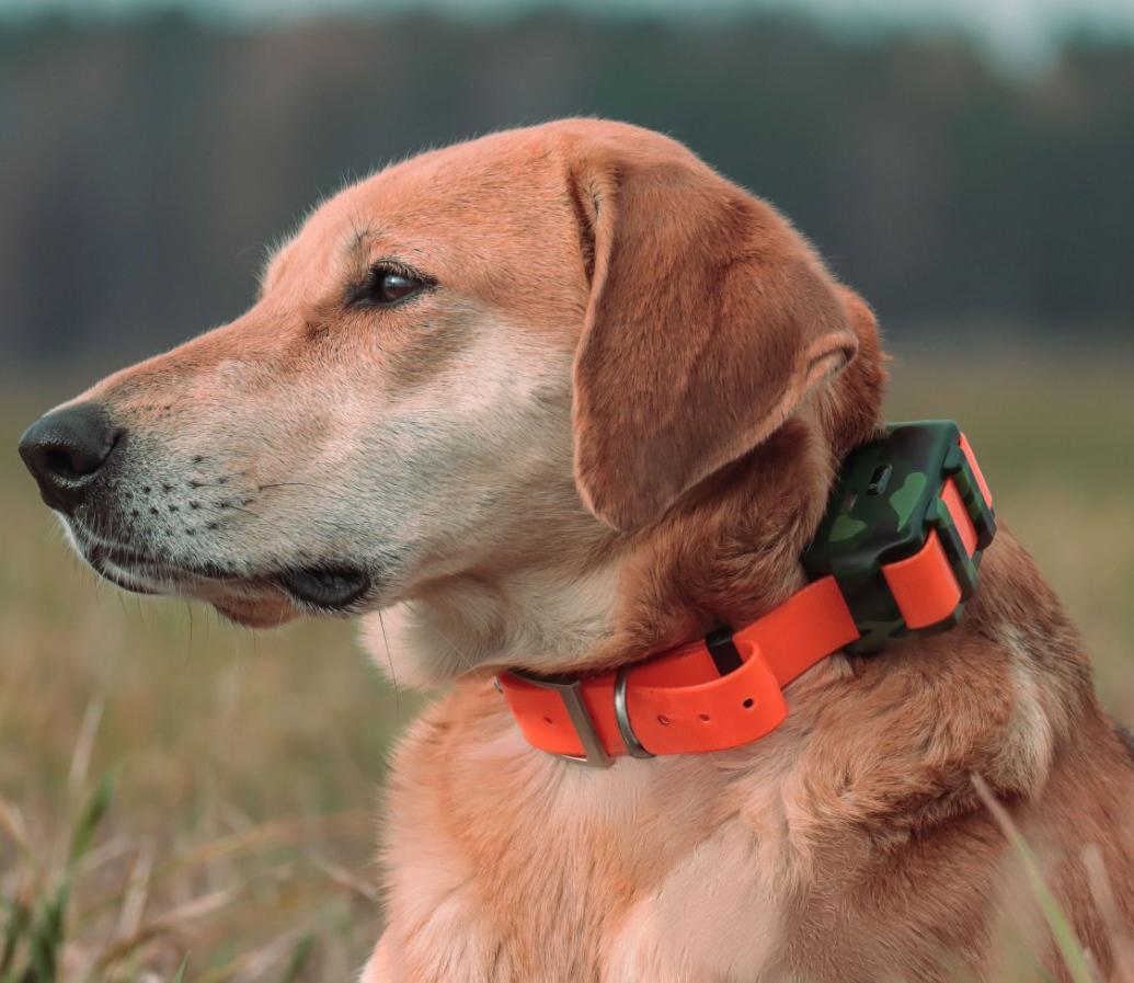 IP68 Waterproof Locator for Hu - Outdoor Hunting Dog Collar recension och pris