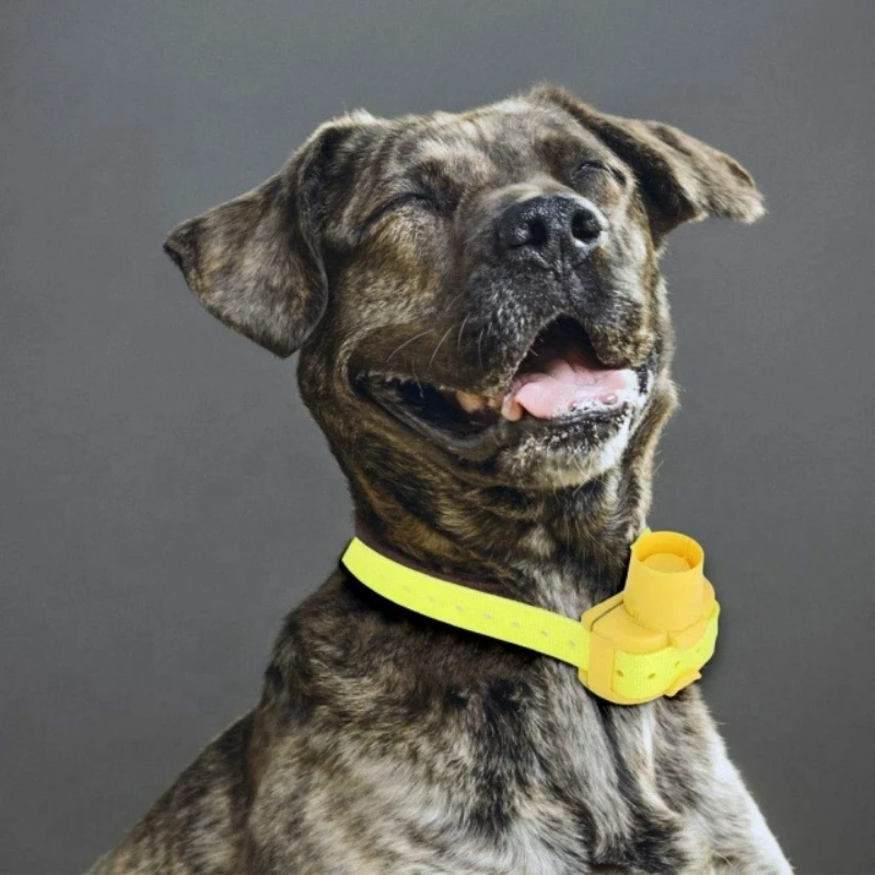 Updated Outdoor Hunting Dog Be - Outdoor Hunting Dog Collar recension och pris